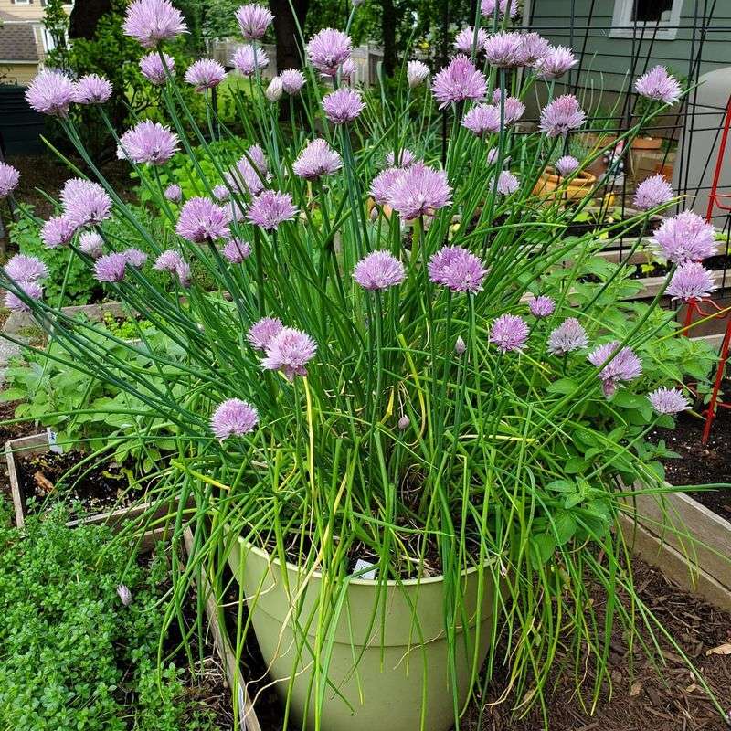 Chive Blossoms