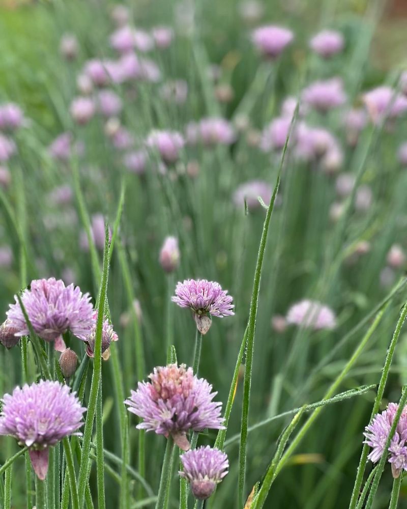 Chives