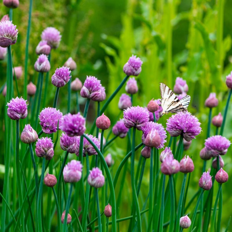 Chives