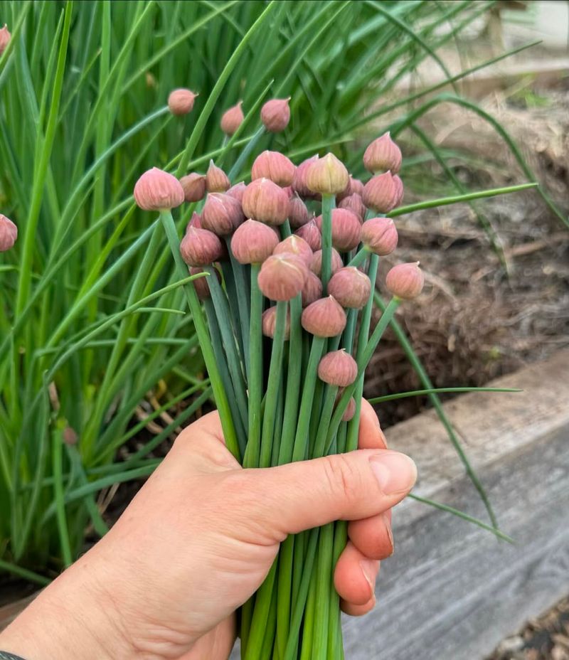 Chives