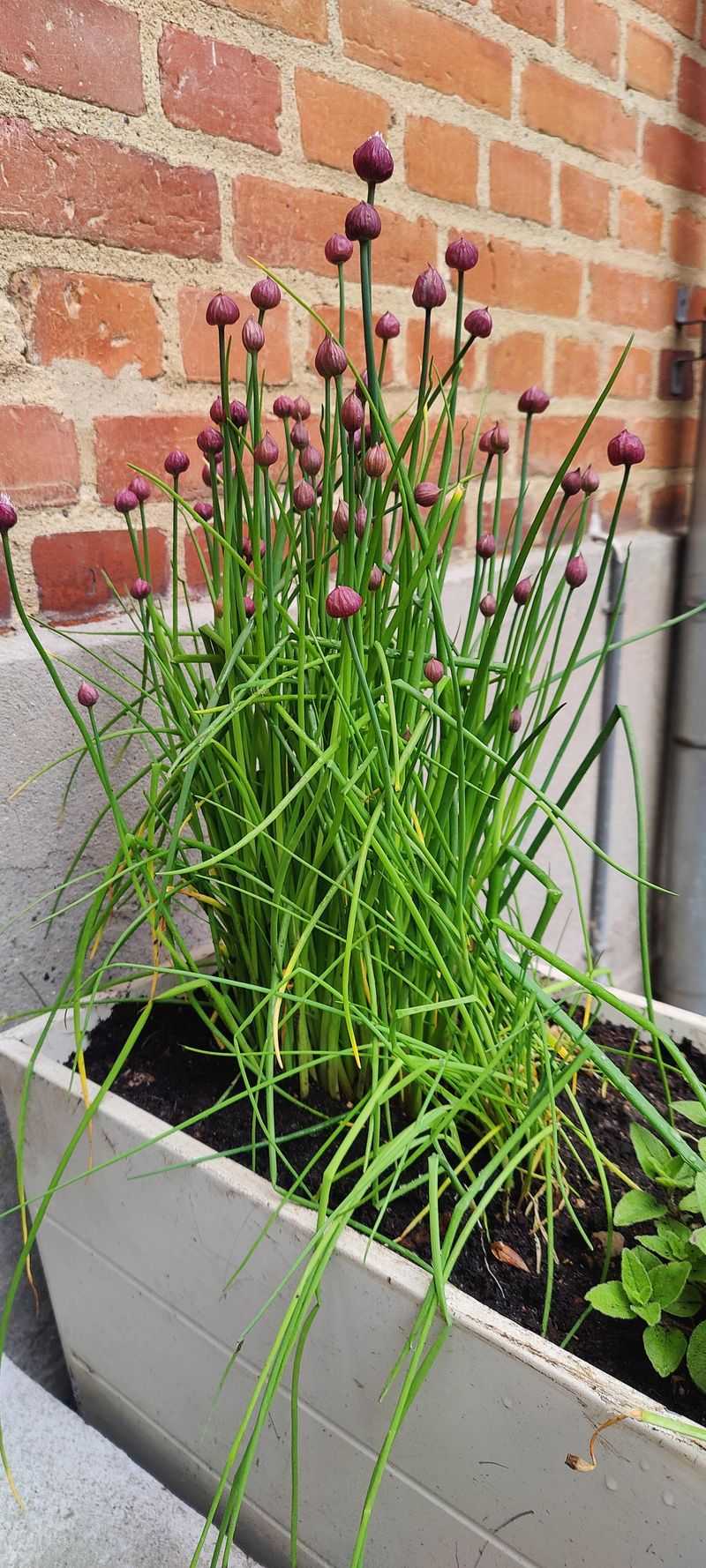 Chives