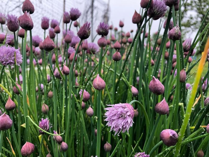 Chives