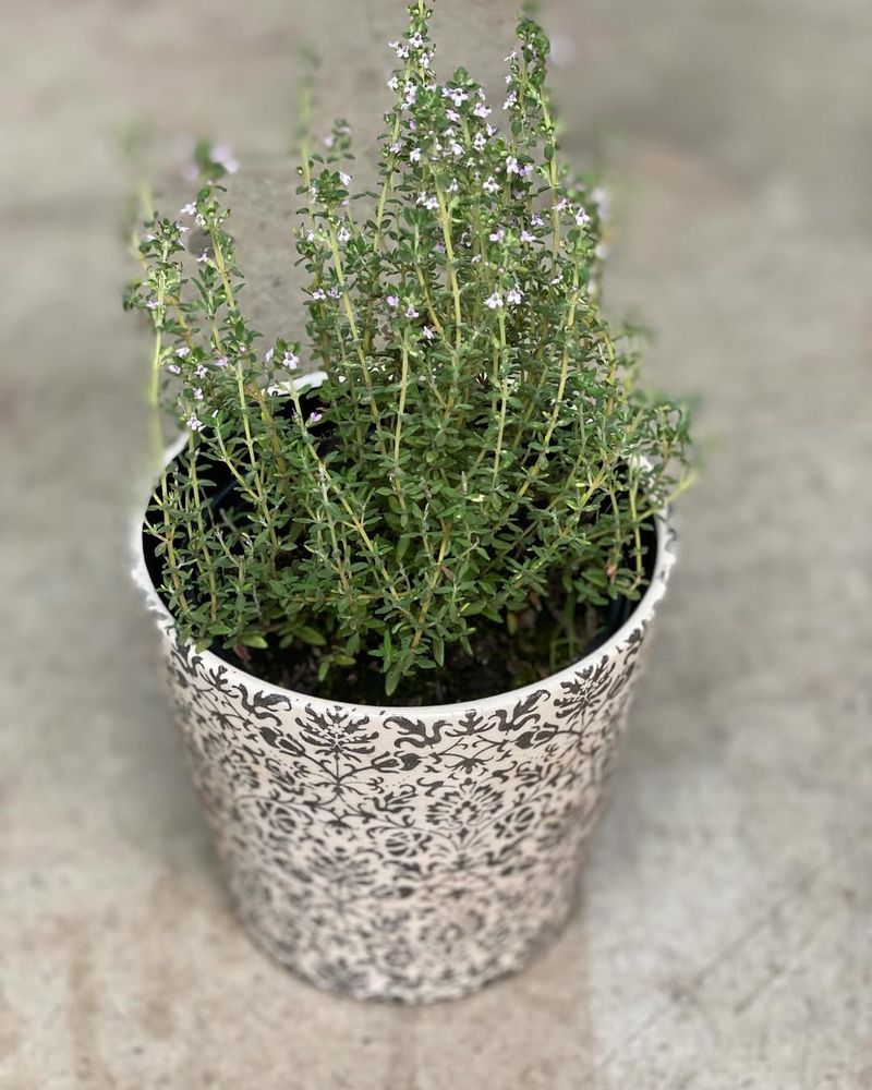 Thyme