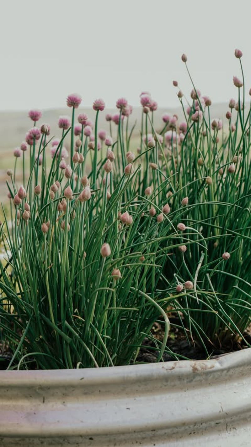 Chives