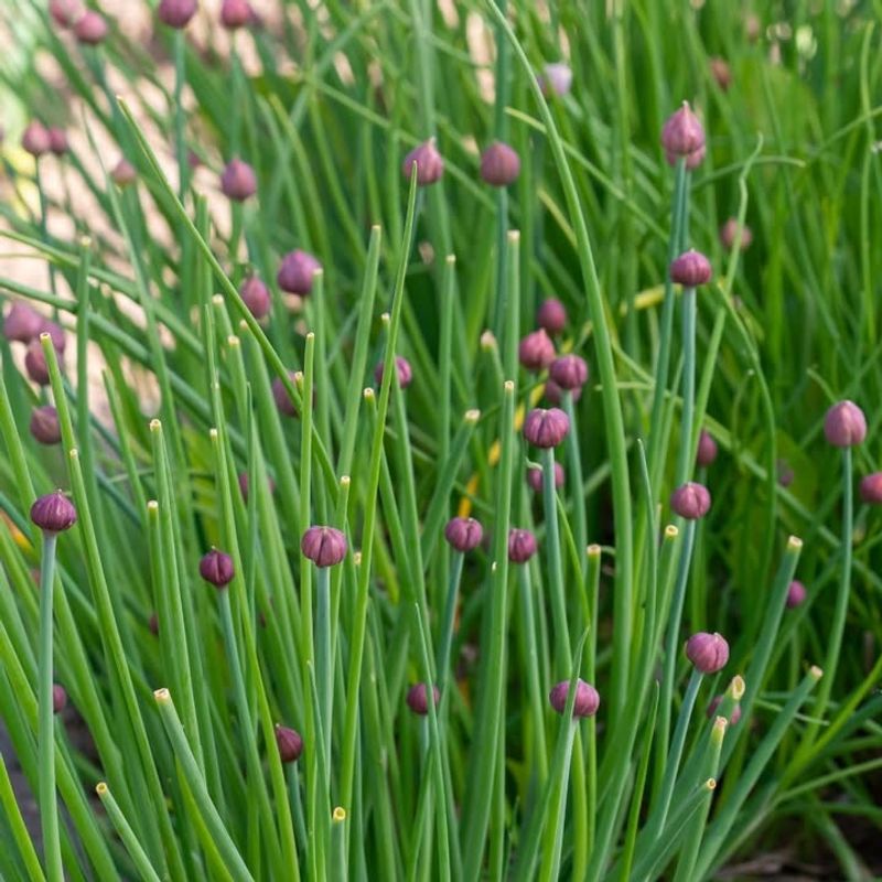 Chives