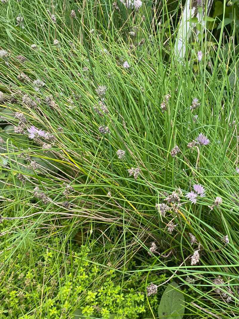 Chives and Thyme