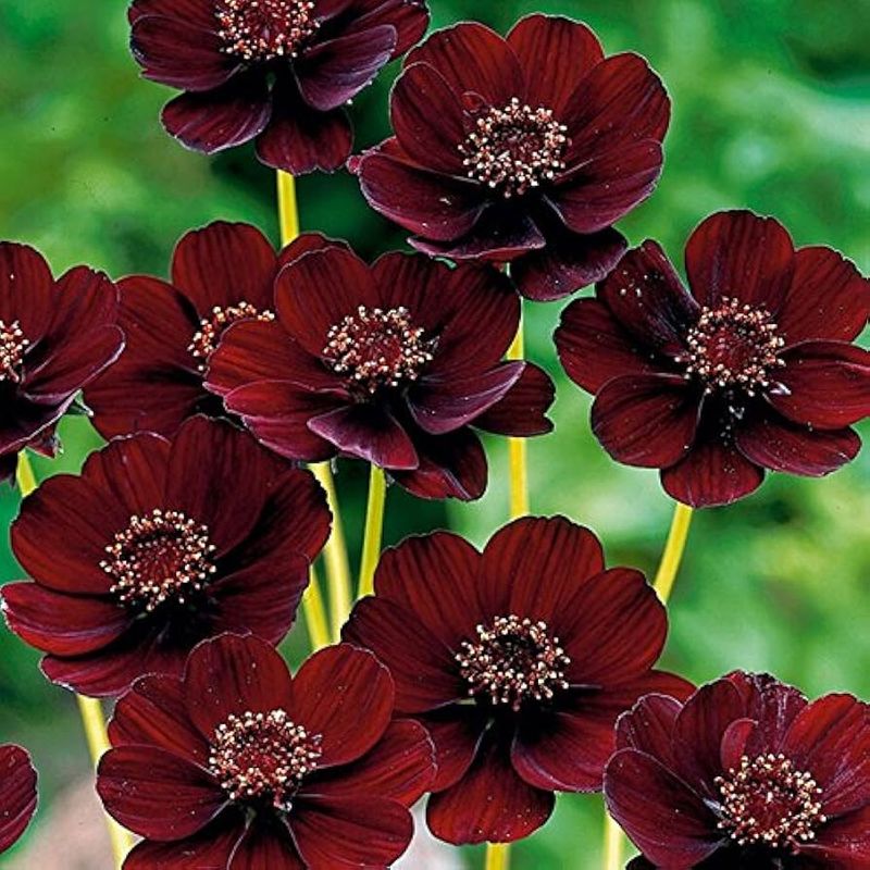 Chocolate Cosmos