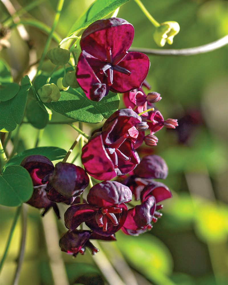 Chocolate Vine