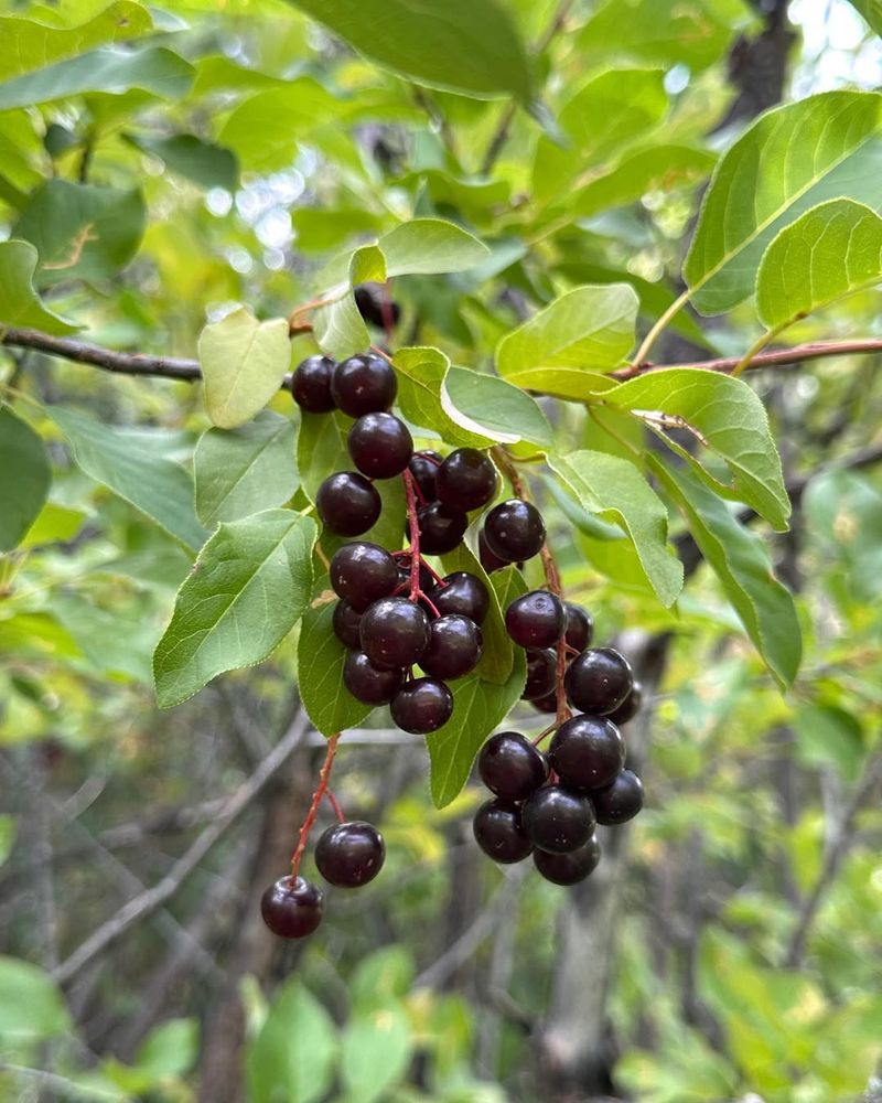 Chokecherry