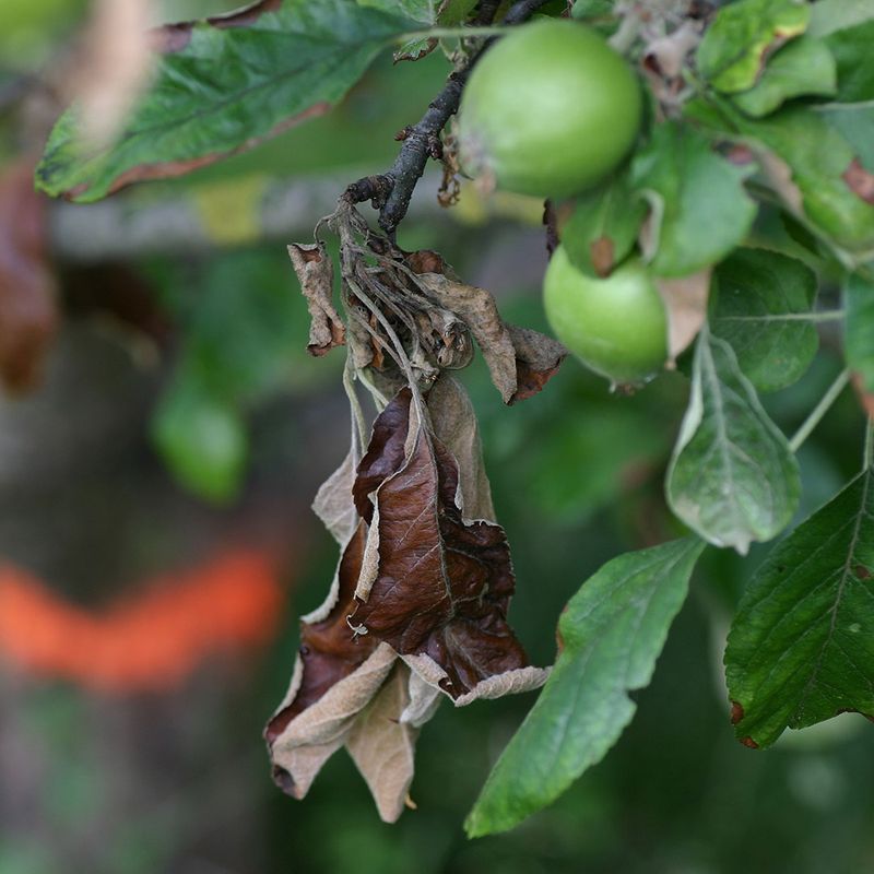 Choose Disease-Resistant Varieties