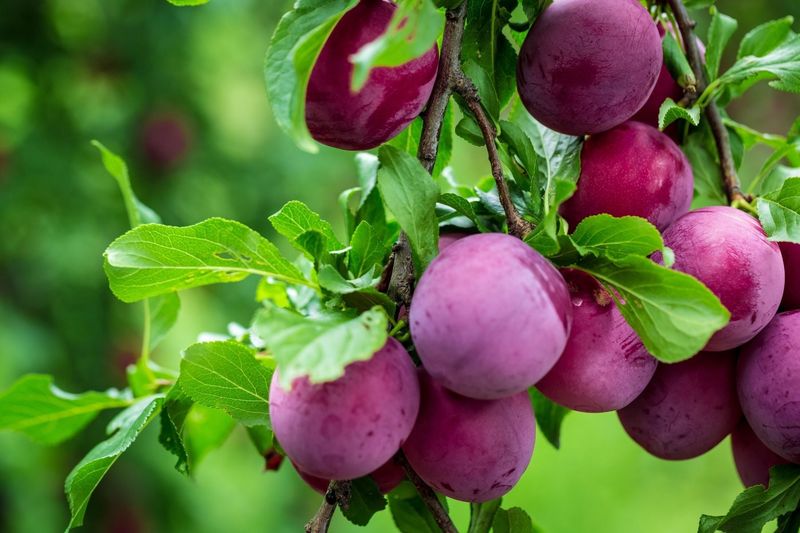 Choose a suitable plum variety