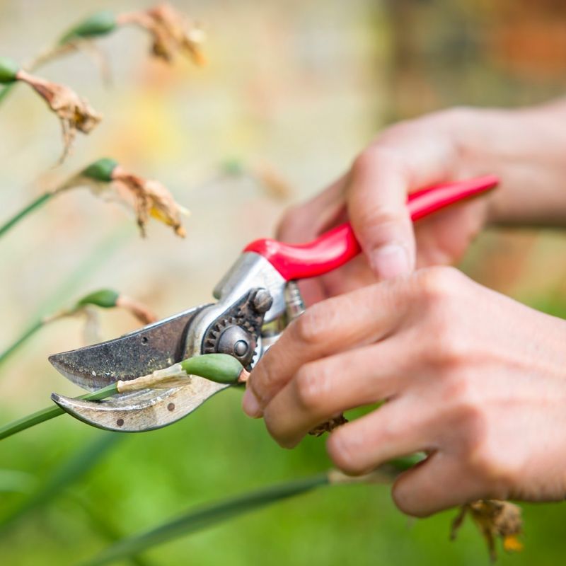 Regular Pruning