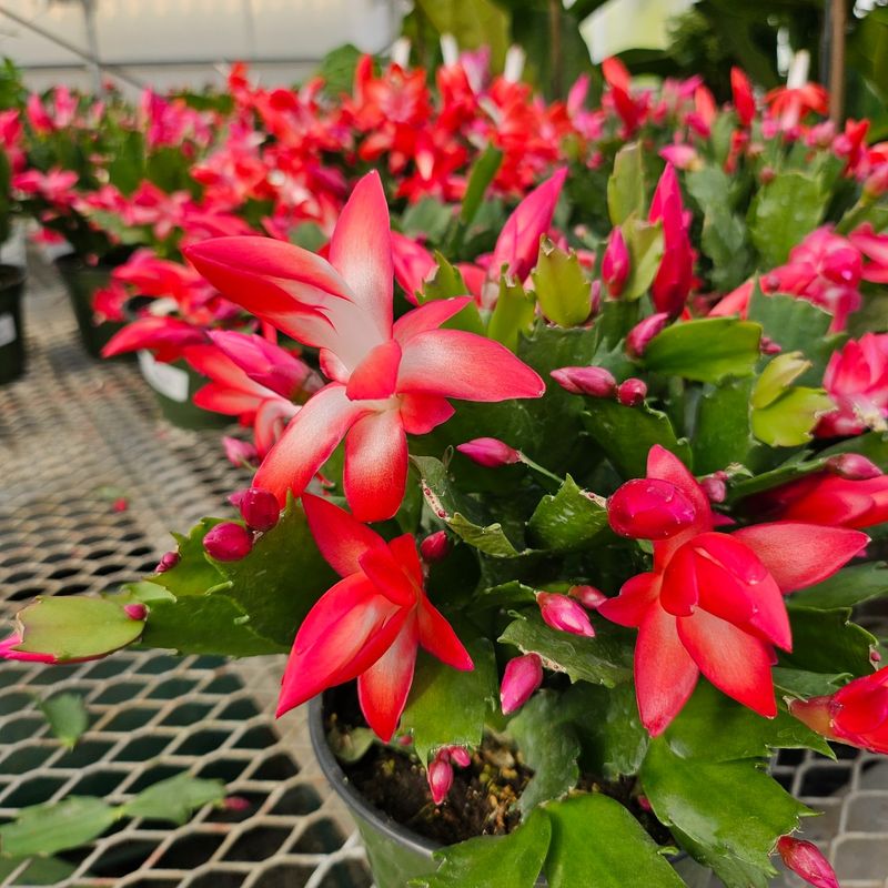 Christmas Cactus