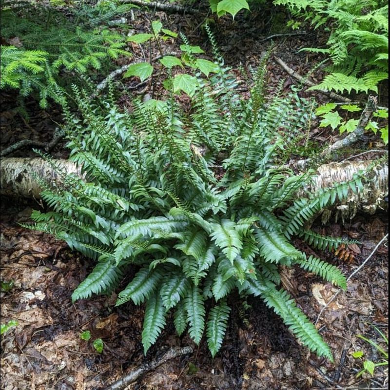 Christmas Fern