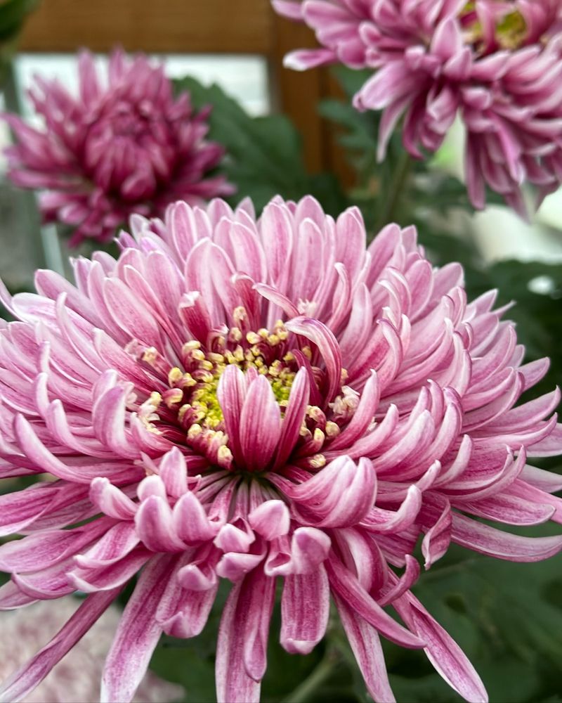 Chrysanthemum