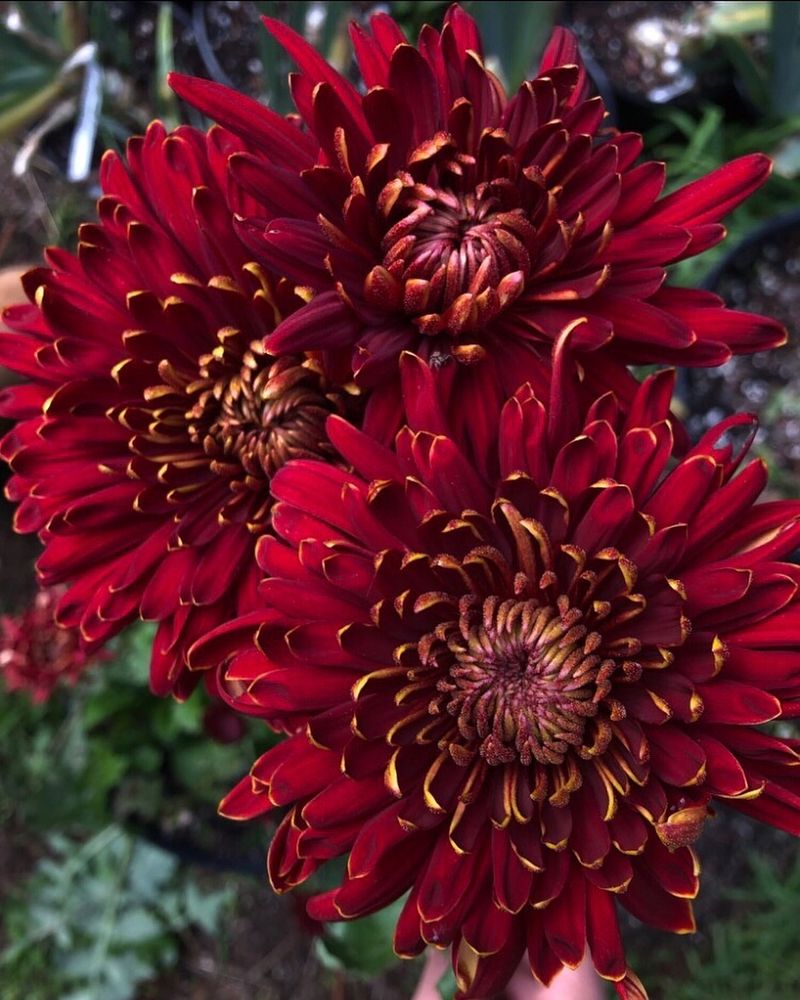 Chrysanthemum