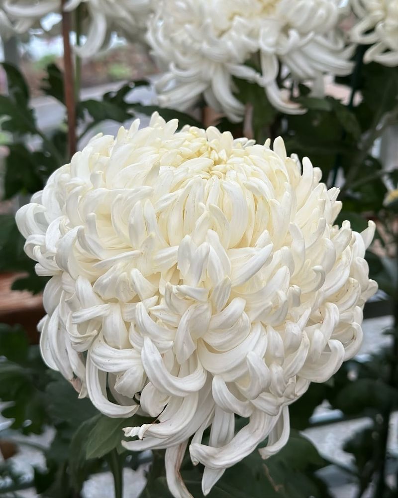 Chrysanthemum