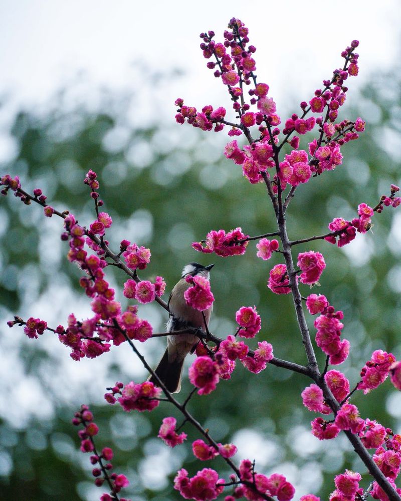 Plum Blossoms