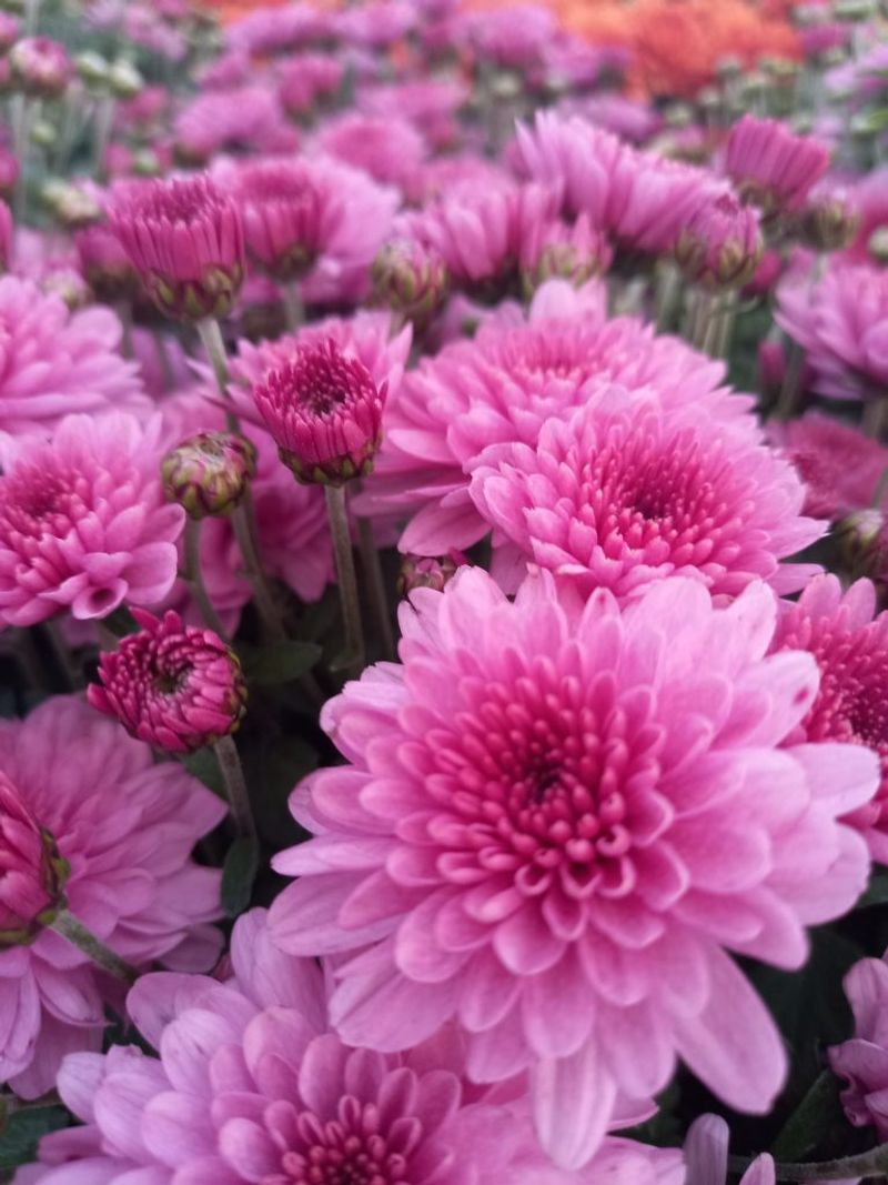 Chrysanthemum