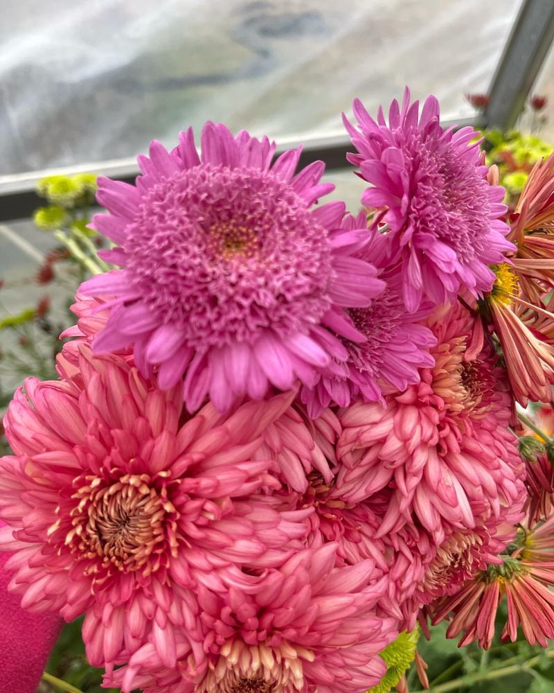 Chrysanthemums