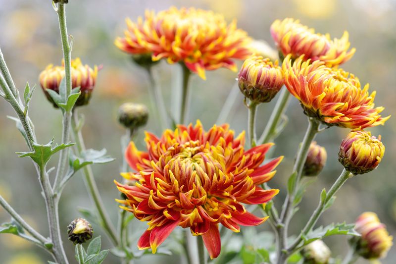 Chrysanthemums