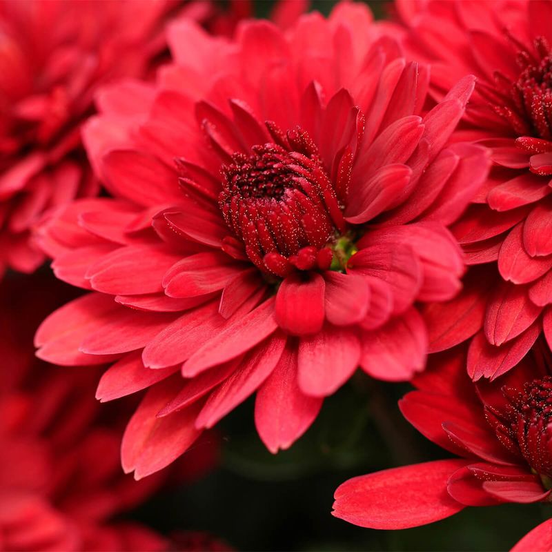 Chrysanthemums