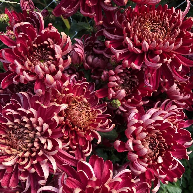 Chrysanthemums