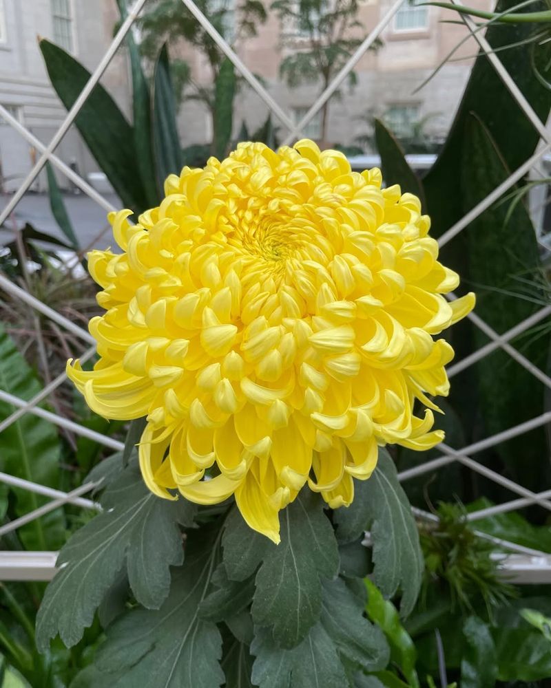 Chrysanthemums