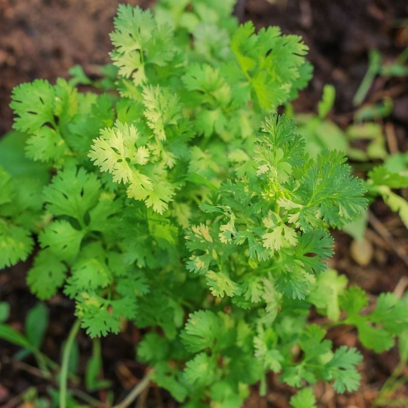 Cilantro