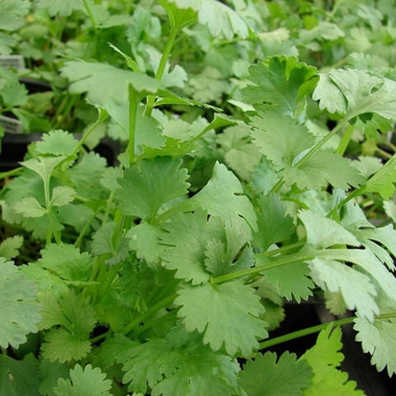 Cilantro