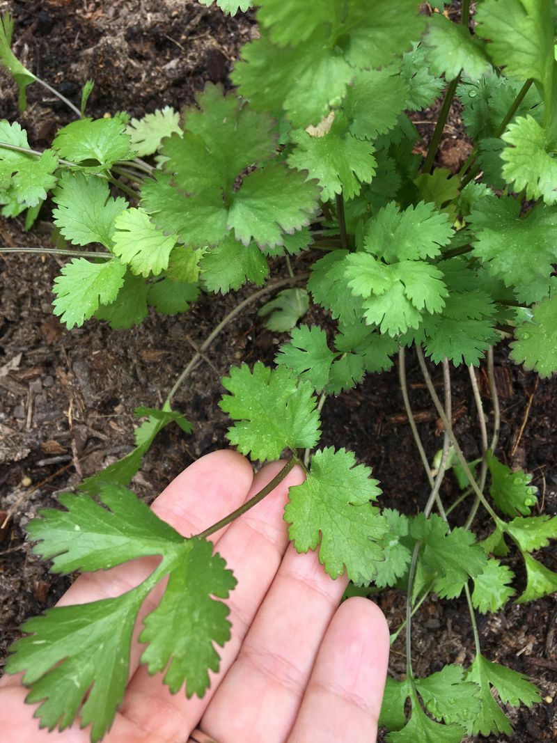 Cilantro