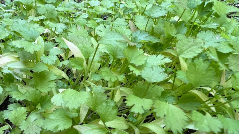 Cilantro