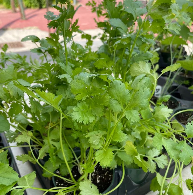 Cilantro