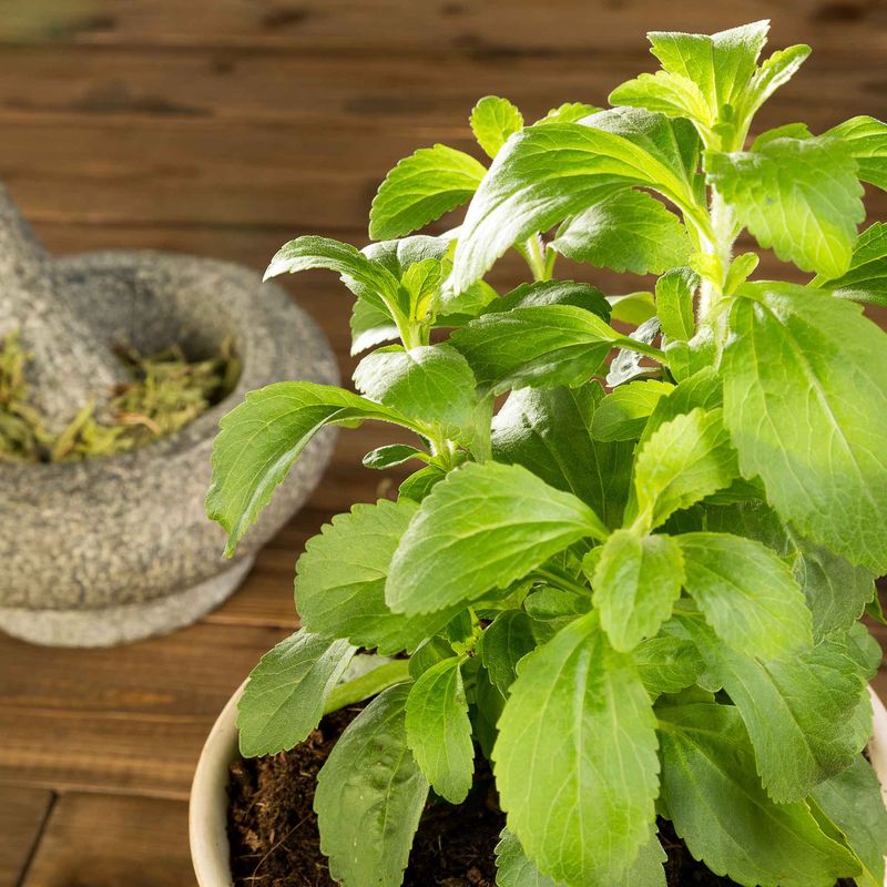 Stevia (container)