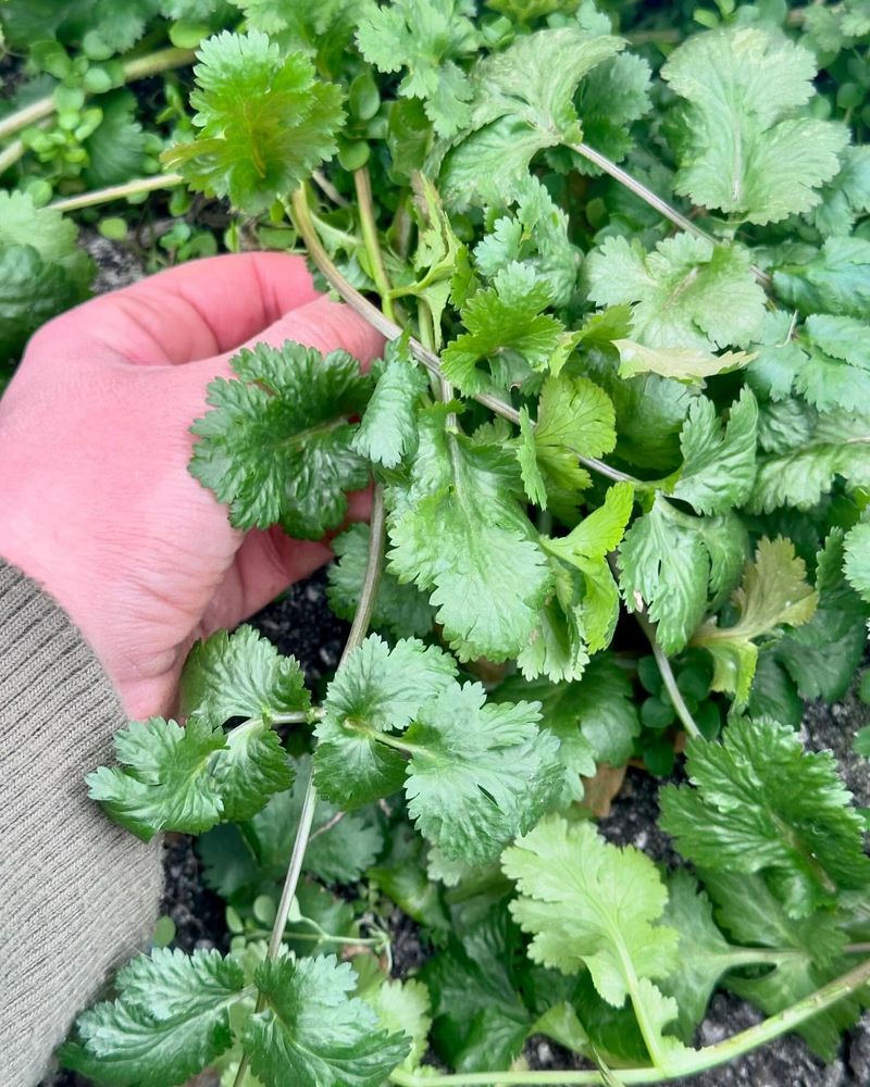 Cilantro