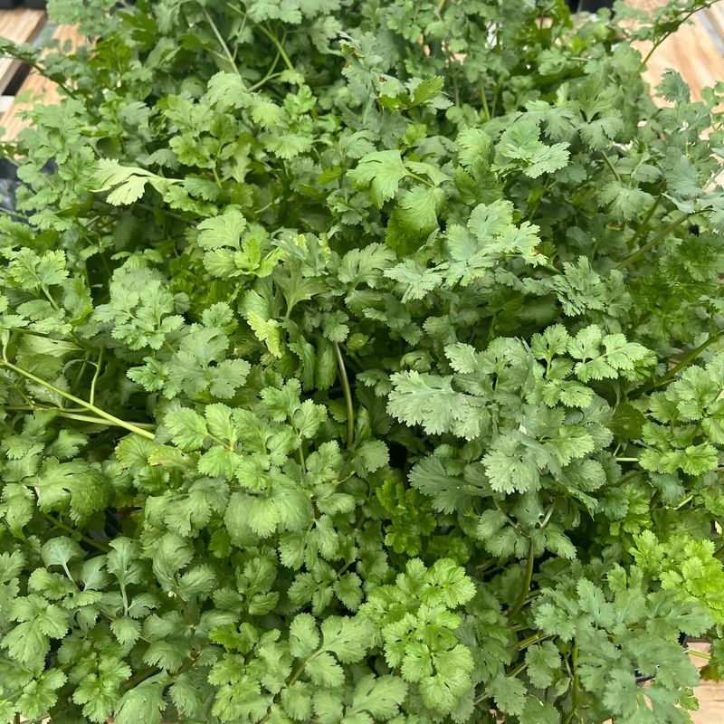 Cilantro