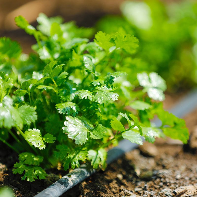 Cilantro