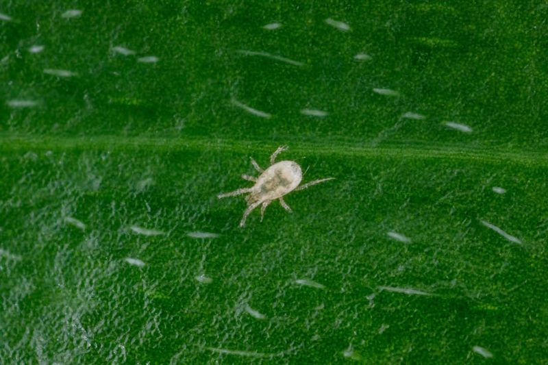 Predatory Mites Release