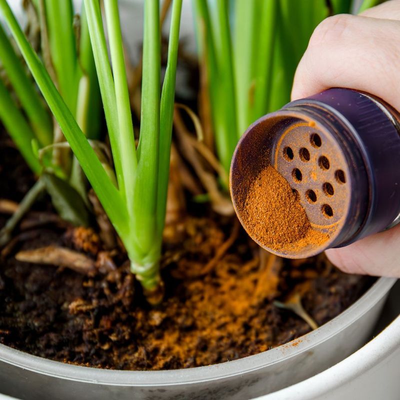 Cinnamon as Ant Repellent