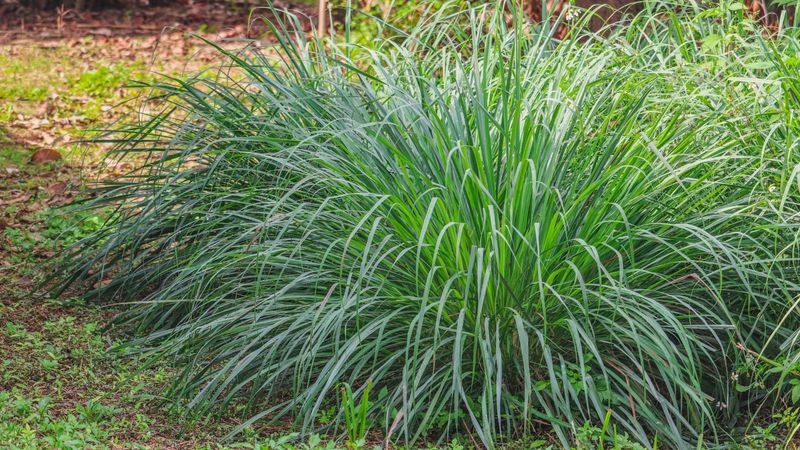 Citronella Grass