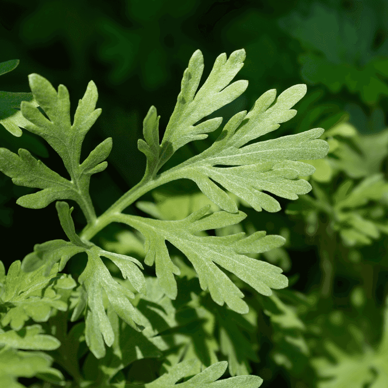 Wormwood