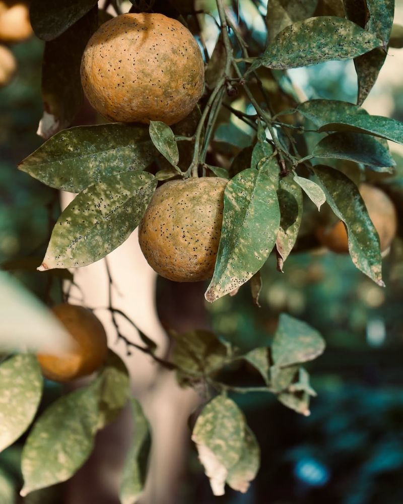 Citrus Rust Mite