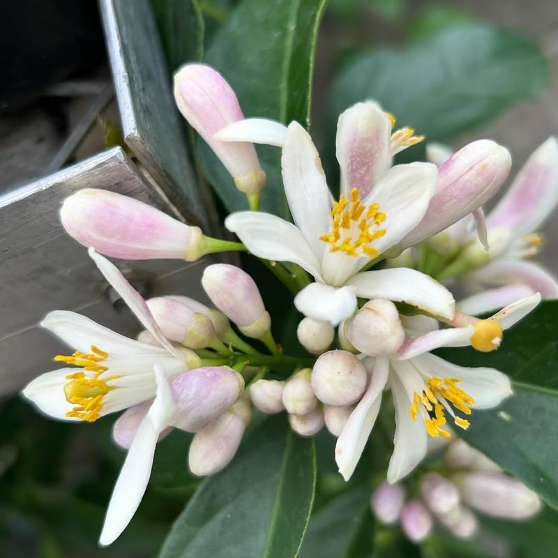 Citrus Blossom