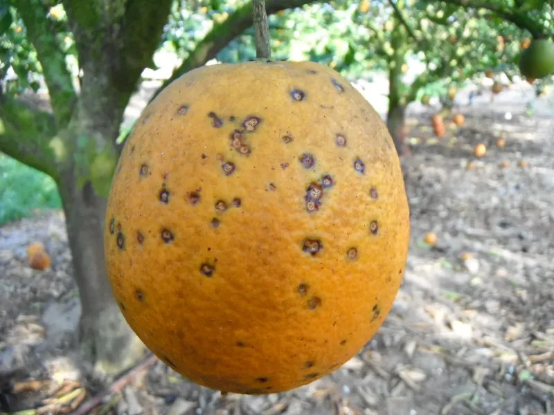 Citrus Alternaria Rot