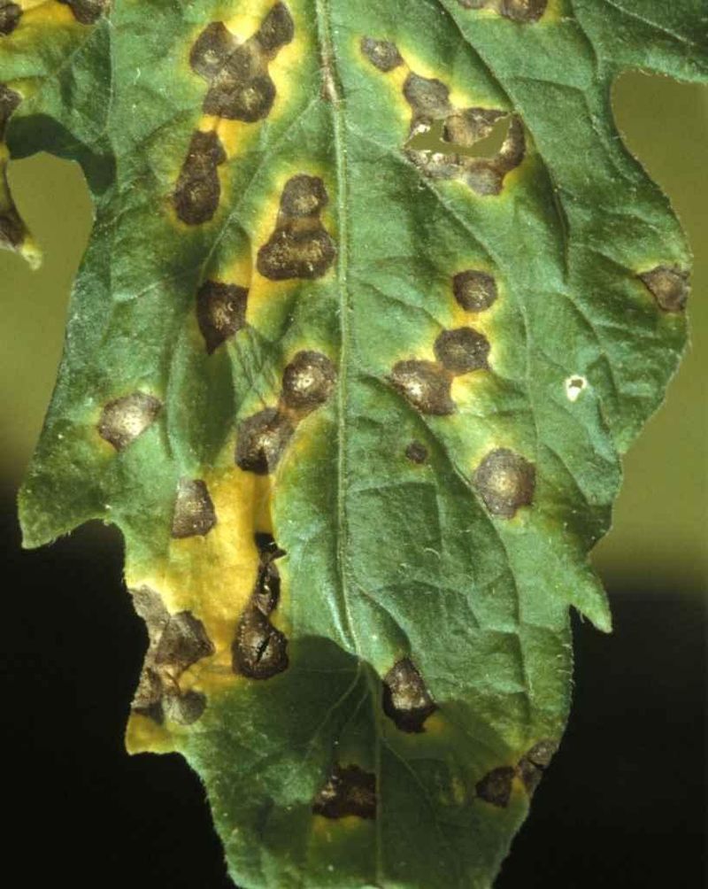 Septoria Spot