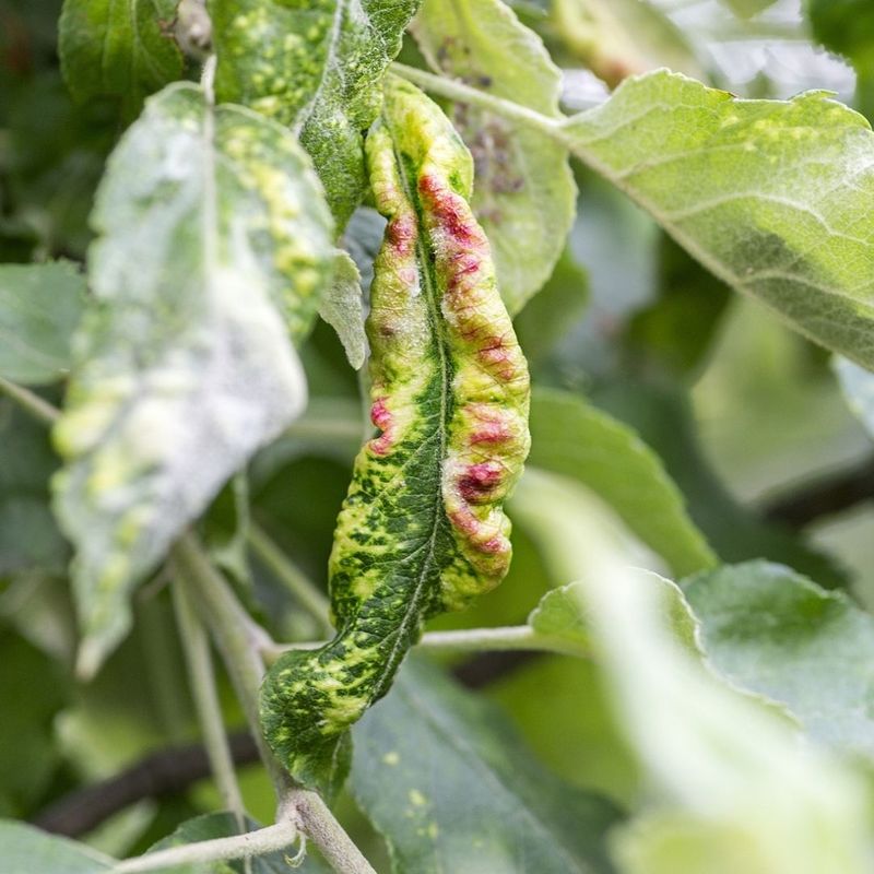 Citrus Leaf Curl