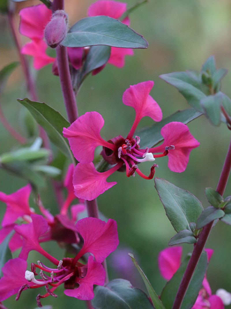 Clarkia Elegans