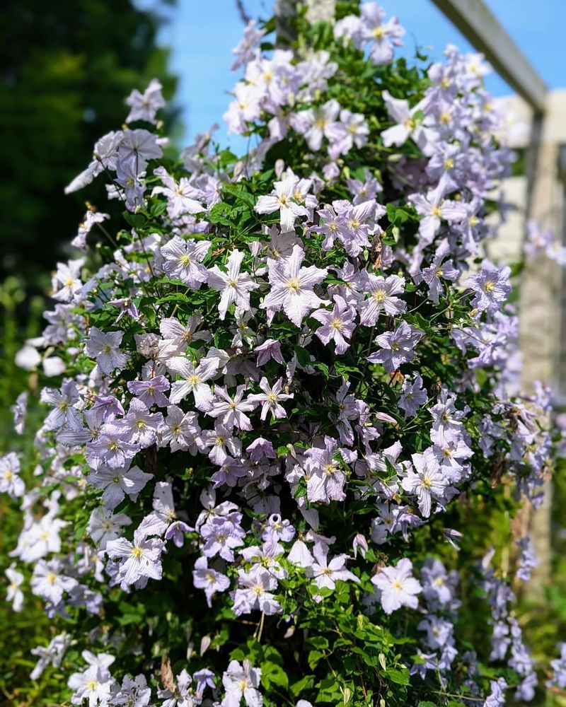 Clematis