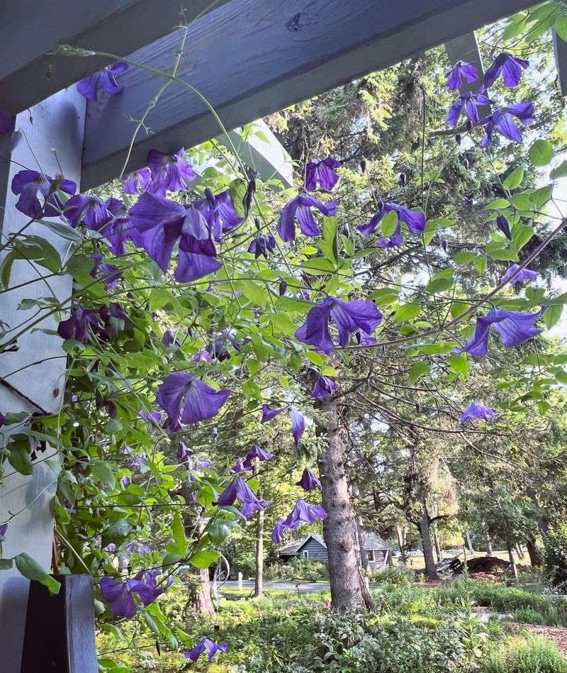 Clematis