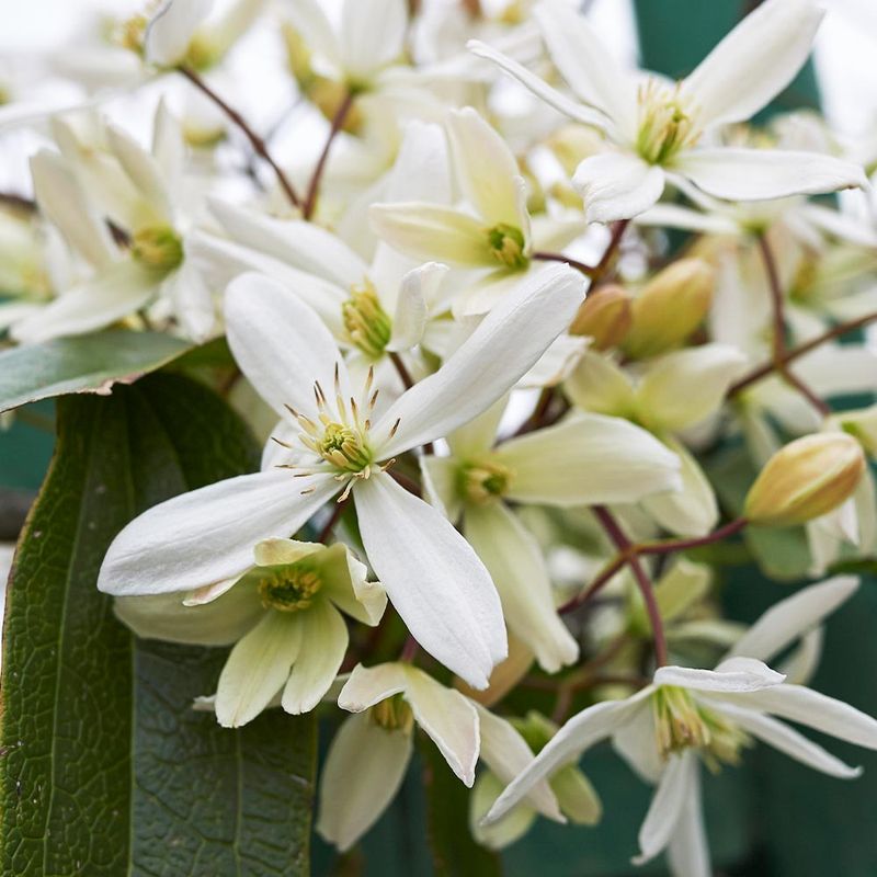 Clematis 'Armandii'